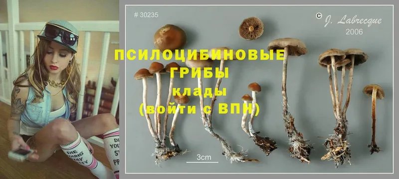 Галлюциногенные грибы Psilocybe  Буй 